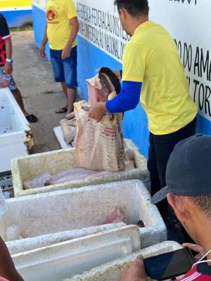 Cerca de quatro toneladas de pescado ilegal foram apreendidas na Reserva de Desenvolvimento Sustentável (RDS) Piagaçu-Purus, durante a Operação Gaspar I, entre 22 de abril e 4 de maio. No total, foram apreendidas três toneladas de pirarucu e uma tonelada de tambaqui ruelo. Também foram emitidos 15 autos de infração, totalizando R$ 464 mil em multas ambientais.