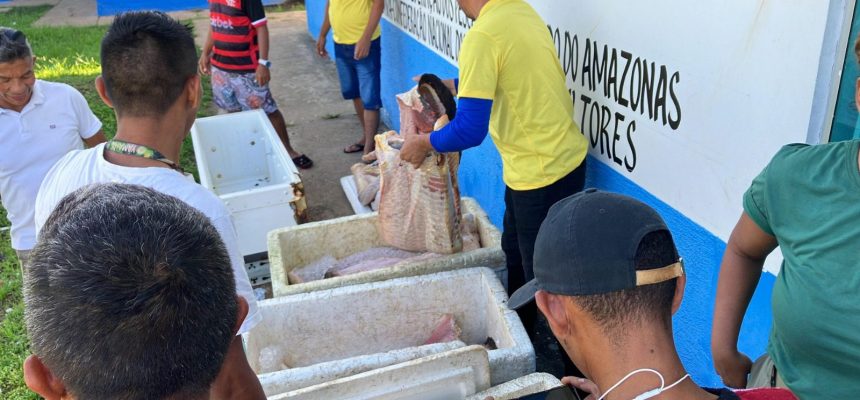 Cerca de quatro toneladas de pescado ilegal foram apreendidas na Reserva de Desenvolvimento Sustentável (RDS) Piagaçu-Purus, durante a Operação Gaspar I, entre 22 de abril e 4 de maio. No total, foram apreendidas três toneladas de pirarucu e uma tonelada de tambaqui ruelo. Também foram emitidos 15 autos de infração, totalizando R$ 464 mil em multas ambientais.