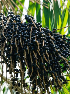 Um dos frutos mais apreciados pela população amazonense, o açaí apresentou, entre os anos de 2018 a 2024, o aumento de aproximadamente 150% de produção no estado. A informação foi divulgada pelo Instituto de Desenvolvimento Agropecuário e Florestal Sustentável do Estado do Amazonas (Idam) e evidencia o resultado dos serviços de Assistência Técnica e Extensão Rural (Ater) realizados, neste período, que propiciaram o crescimento da cultura no Amazonas.