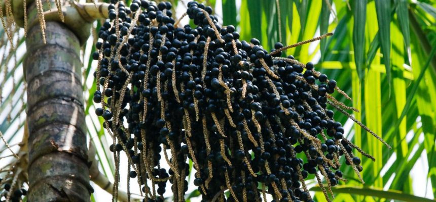 Um dos frutos mais apreciados pela população amazonense, o açaí apresentou, entre os anos de 2018 a 2024, o aumento de aproximadamente 150% de produção no estado. A informação foi divulgada pelo Instituto de Desenvolvimento Agropecuário e Florestal Sustentável do Estado do Amazonas (Idam) e evidencia o resultado dos serviços de Assistência Técnica e Extensão Rural (Ater) realizados, neste período, que propiciaram o crescimento da cultura no Amazonas.