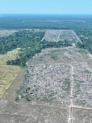 O Instituto de Proteção Ambiental do Amazonas (Ipaam) aplicou mais de R$ 30 milhões em multas durante a 4ª etapa da Operação Tamoiotatá 5, concluída nesta segunda-feira (08), nos municípios de Humaitá, Canutama e Tapauá (a 590, 619 e 449 quilômetros de Manaus, respectivamente).