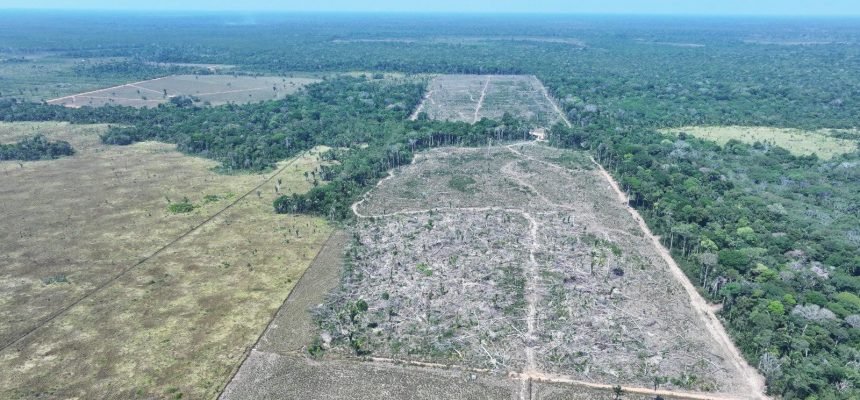 O Instituto de Proteção Ambiental do Amazonas (Ipaam) aplicou mais de R$ 30 milhões em multas durante a 4ª etapa da Operação Tamoiotatá 5, concluída nesta segunda-feira (08), nos municípios de Humaitá, Canutama e Tapauá (a 590, 619 e 449 quilômetros de Manaus, respectivamente).