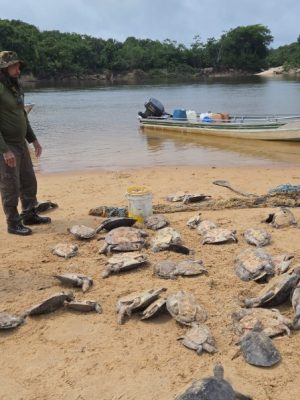 O IBAMA, em parceria com o ICMBio e a Funai, concluiu uma ampla operação conjunta de monitoramento e fiscalização ambiental em áreas estratégicas...