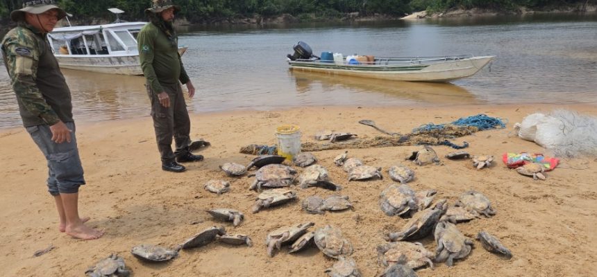 O IBAMA, em parceria com o ICMBio e a Funai, concluiu uma ampla operação conjunta de monitoramento e fiscalização ambiental em áreas estratégicas...